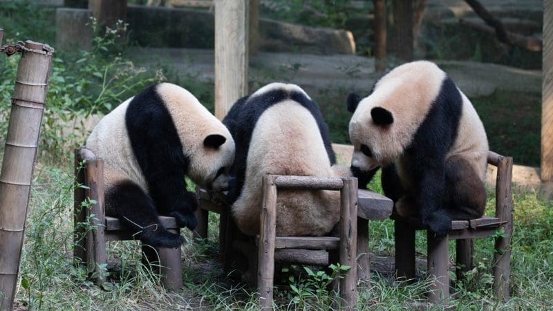 重慶輕旅行包車一日遊 | 熊貓動物園＋光環百貨＋高端按摩與用餐