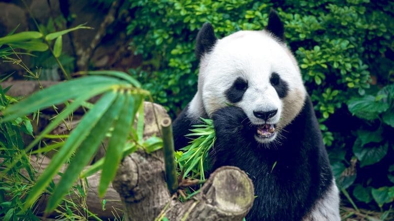 成都慢旅行深度遊5日 ( 都江堰 熊貓谷 樂山 峨眉山 ) ,深入探索四川文化與自然精華