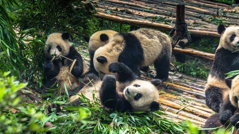 成都大熊貓繁育研究基地 vs 都江堰熊貓谷 vs 雅安碧峰峽|完整比較與觀賞攻略