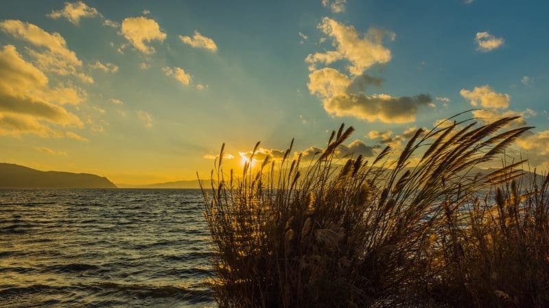 雲南春季賞花五日遊 | 宜良山後櫻花谷・撫仙湖・昆明櫻花景點・大觀公園花展