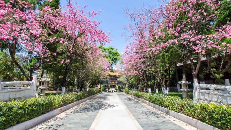 雲南春季賞花八日遊 | 昆明櫻花・宜良山後櫻花谷・大理油菜花・統景李花