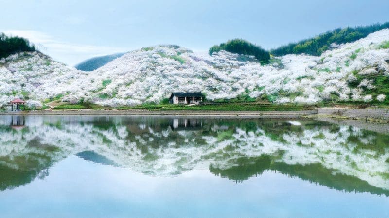 重慶春季賞花六日遊 | 金佛山花海・統景李花・鴻恩寺櫻花