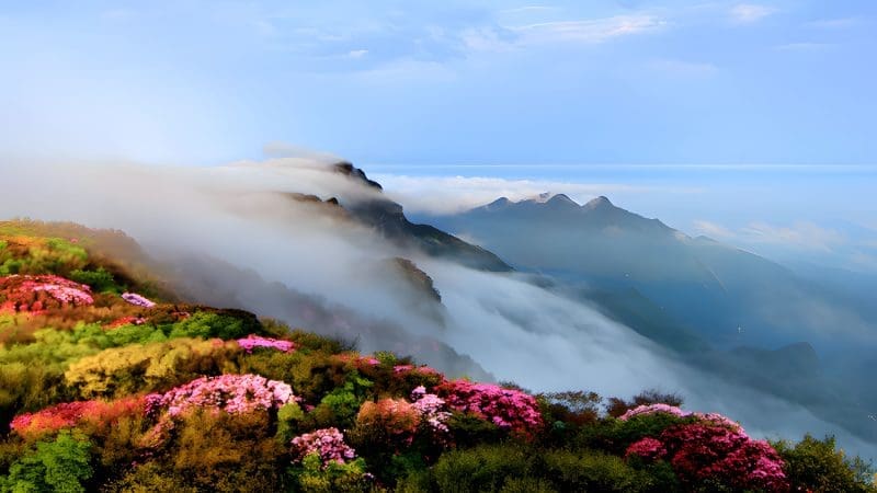 重慶春季賞花八日遊｜金佛山花季・武隆天生三橋